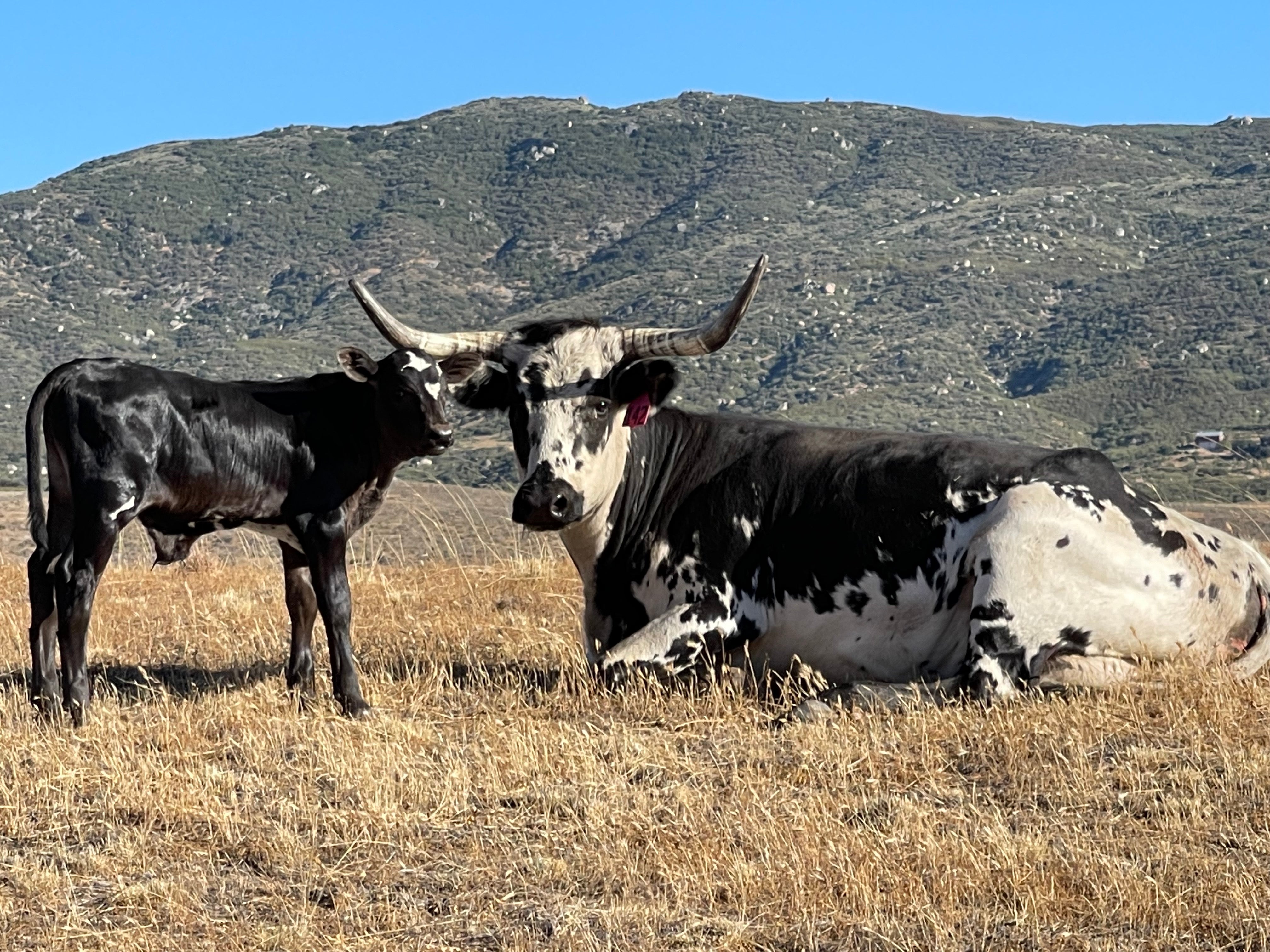The Second Pillar Of Regenerative Ranching: Adaptive Genetics