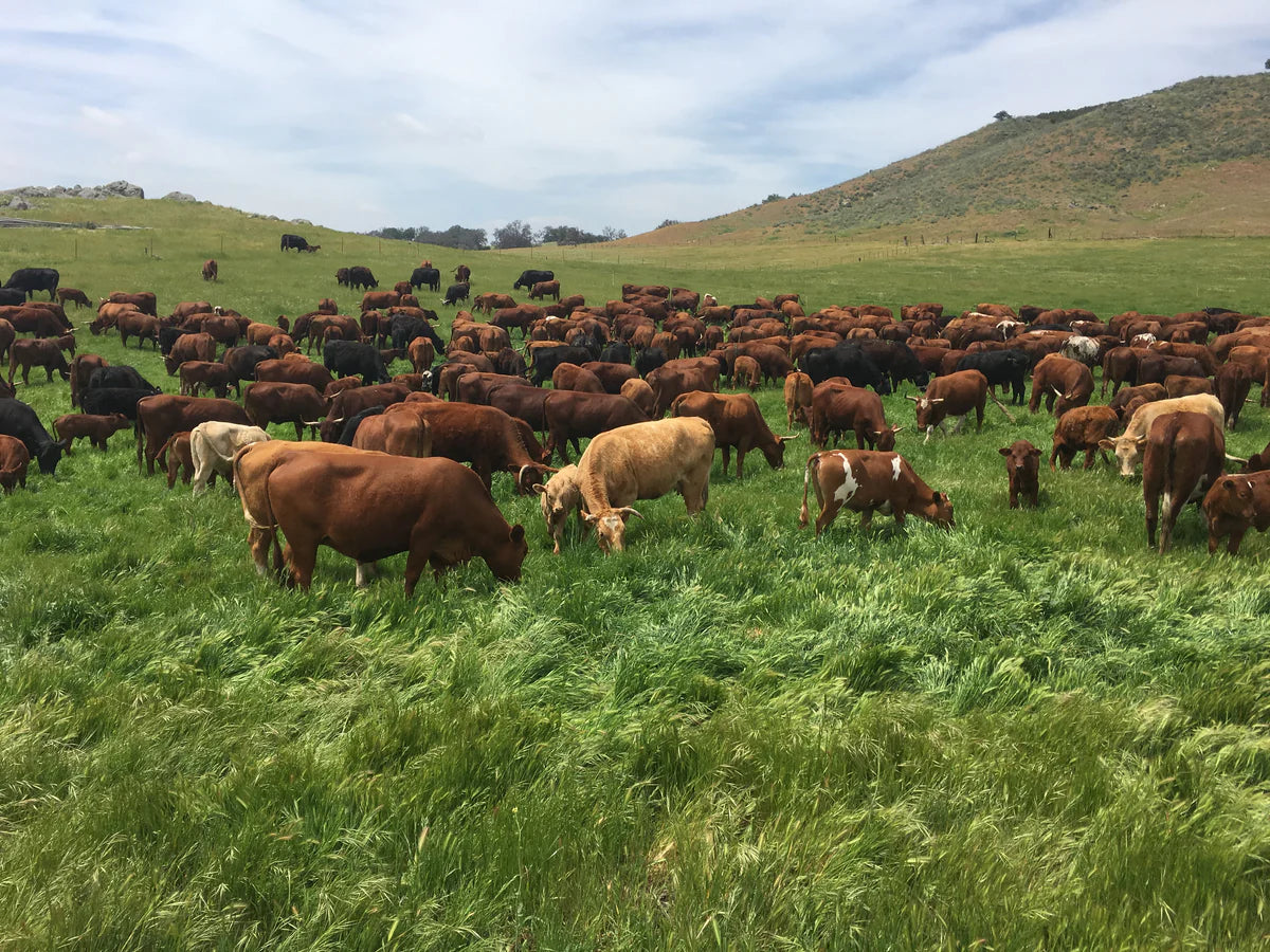 Whole Cow For Sale in San Diego