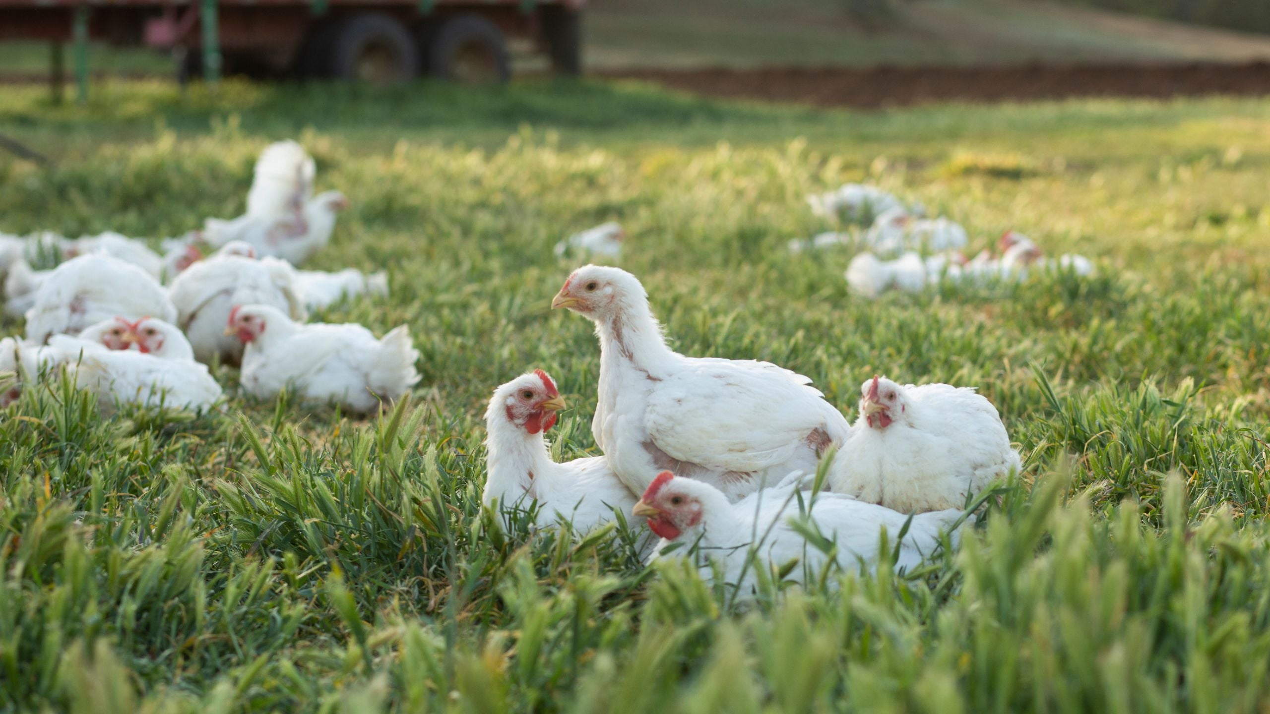 Pasture Raised Bulk Chicken