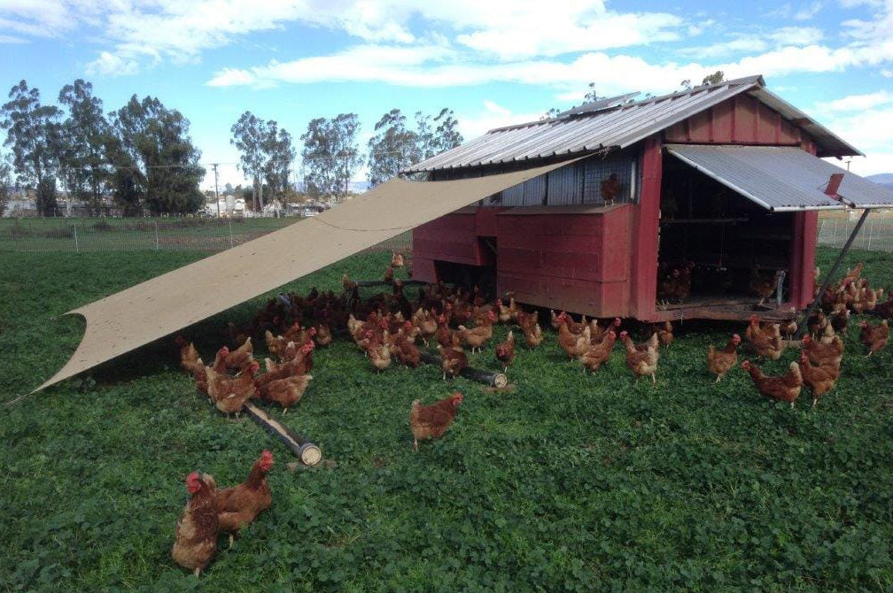 Happy Hens Eggs - 1 dozen