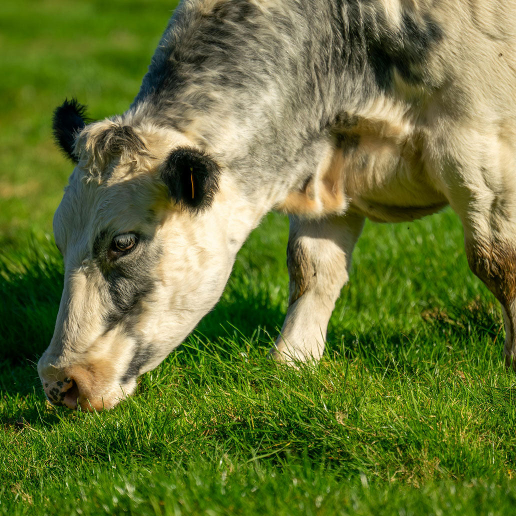 Raw Milk Delivery: 1 gal/week