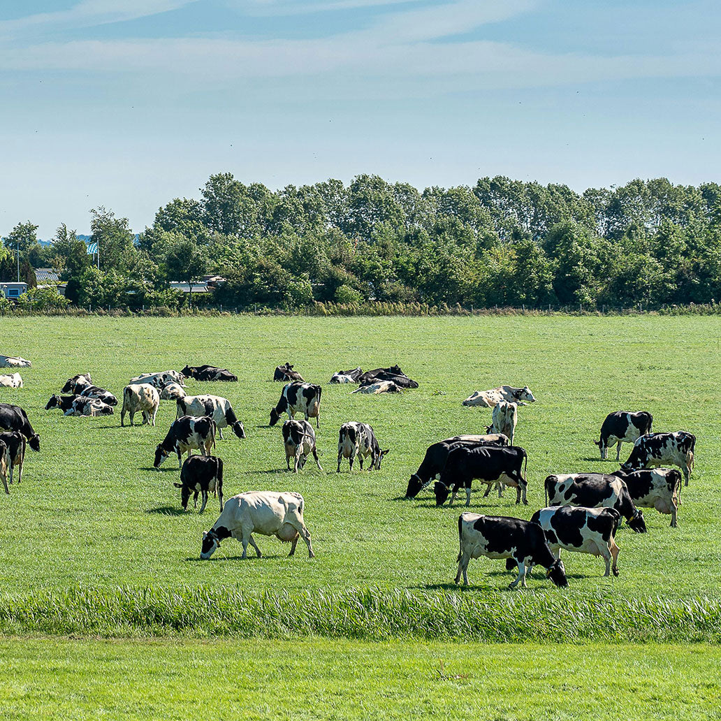 Raw Milk Herd Share Agreement - 4 Shares, 4-gal/week