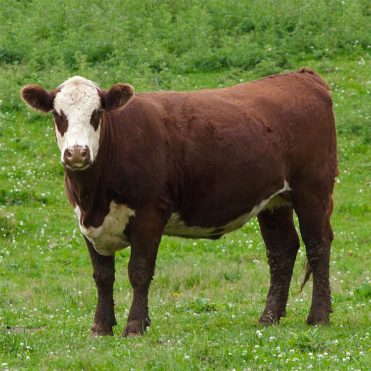 Quarter Cow with 4 CuFt Chest Freezer Promo