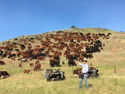 Regenerative Ranching: The 4 Pillars of Correct Calving Season, Adaptive Genetics, High Stock Density, and Corrective Supplementation