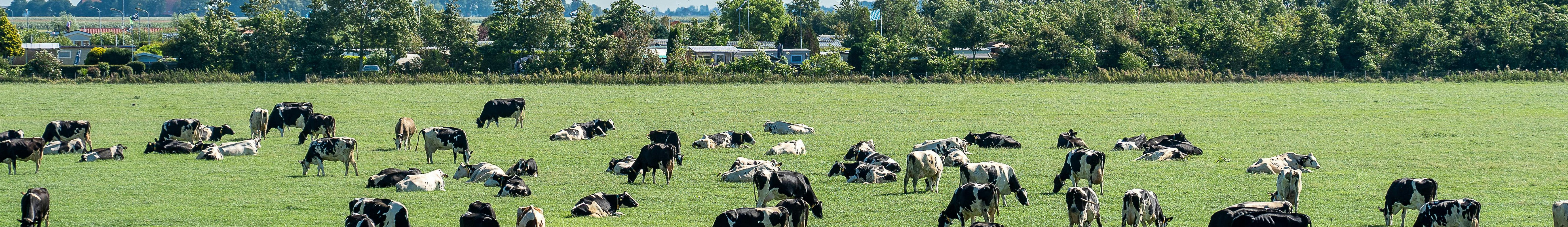 Raw Milk