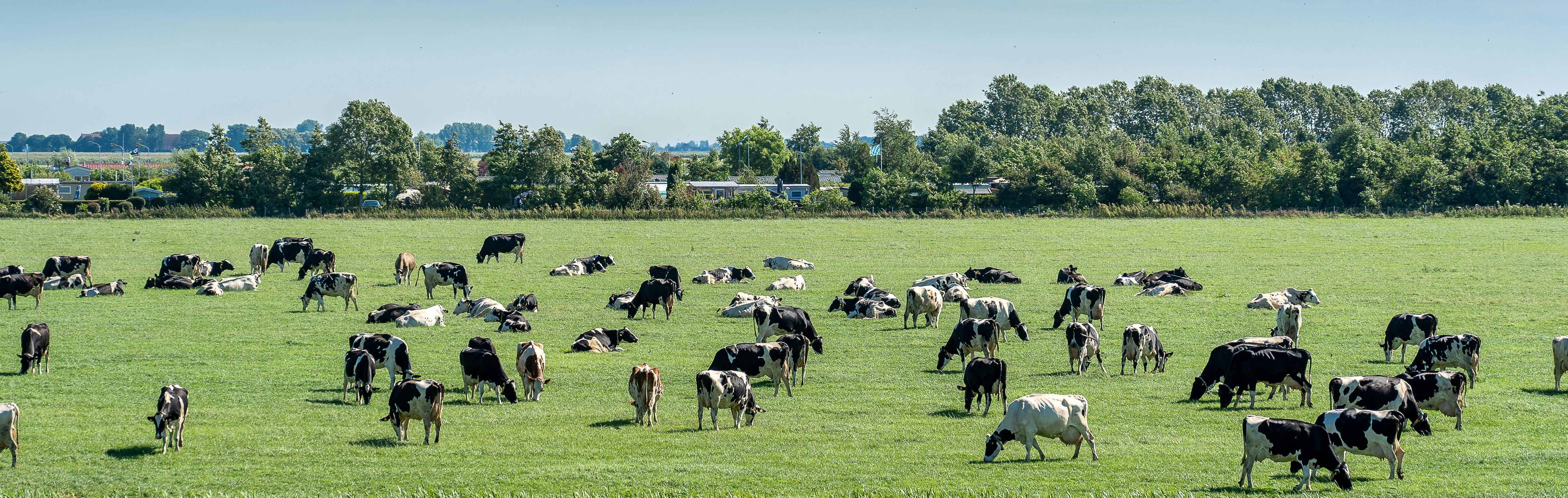 Raw Milk