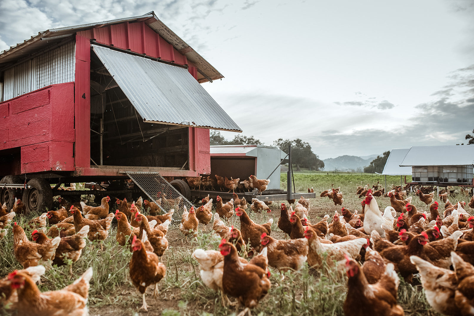 Happy Hens Eggs - 1 dozen
