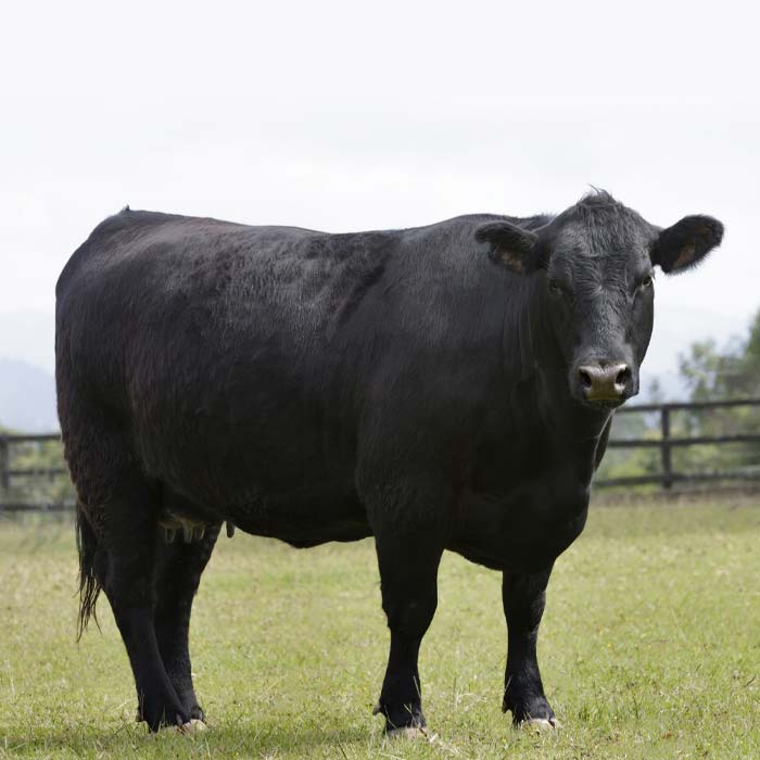 Whole Cow with 2 x 7 CuFt Chest Freezer