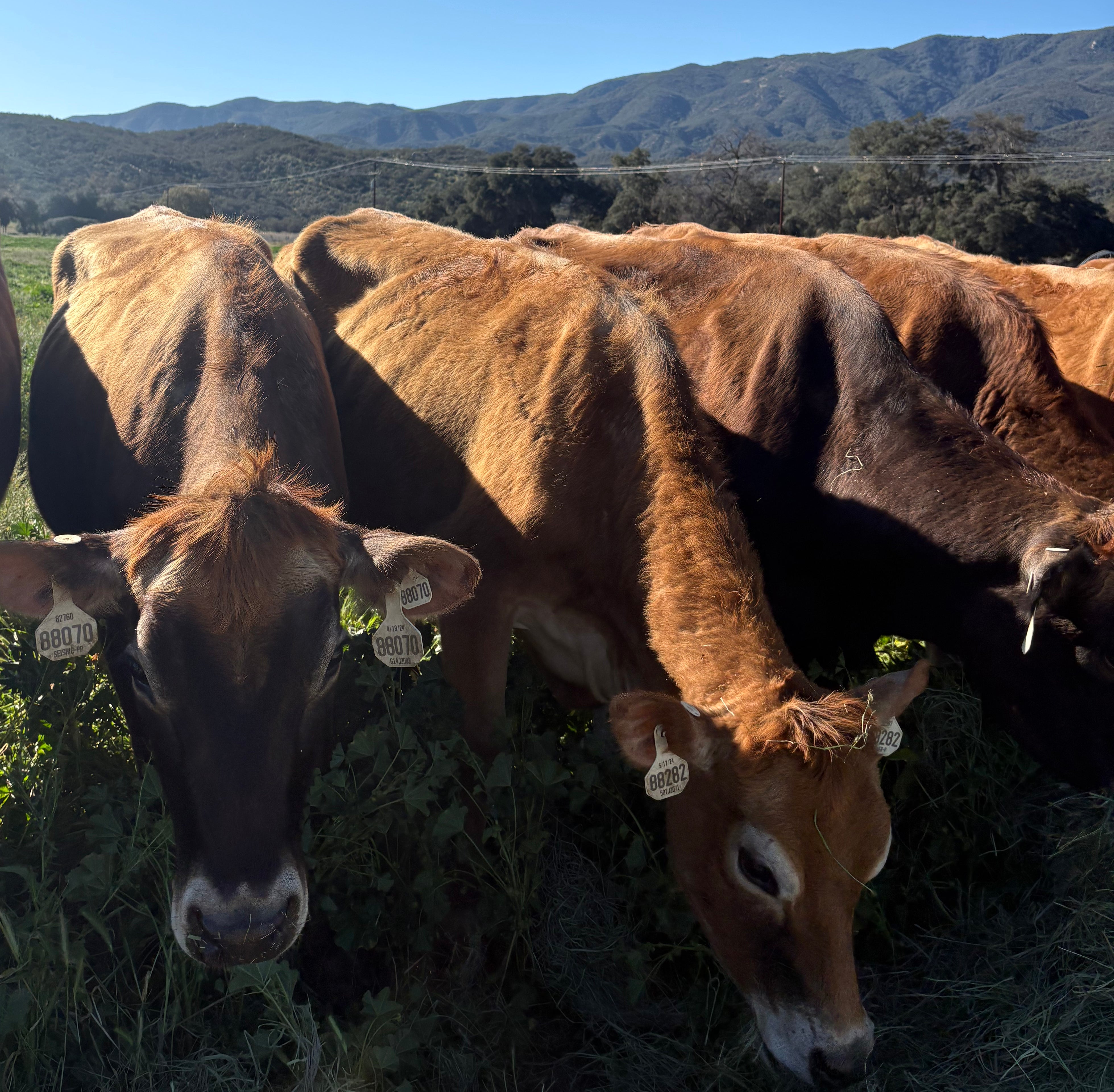 1 Gallon A2/A2 Raw Milk for weekly SoCal delivery